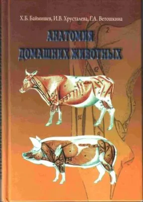 Костная система крупного рогатого скота : нормальная анатомия | vet-Anatomy