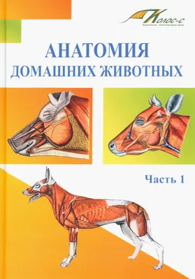 Мускулы и органы собаки, анатомия животных, патология, плакат, принты,  настенное искусство, холст, живопись, фото, подарок, комната, домашний  декор | AliExpress