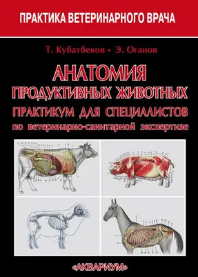 Лошадь, анатомическая игрушка, скелет, анатомия животных, обучающее  оборудование, Обучающие ресурсы, подарок для детей, модель STEM DIY |  AliExpress