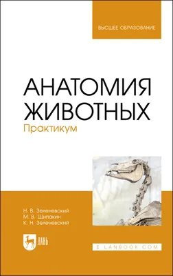 Скачать картинки Анатомия животных, стоковые фото Анатомия животных в  хорошем качестве | Depositphotos