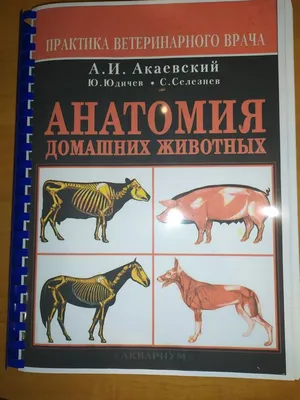 Анатомия. Создание реалистичных людей и животных + мастер-классы по QR-коду  - купить искусства, моды, дизайна в интернет-магазинах, цены на Мегамаркет  | 978-5-00116-768-6