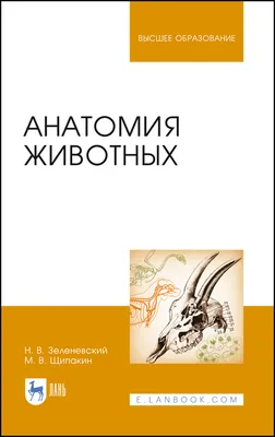 Анатомия животных | Анатомия животных, Рисунки лошади, Лошадь скульптура