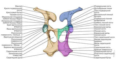 Костная система крупного рогатого скота : нормальная анатомия | vet-Anatomy