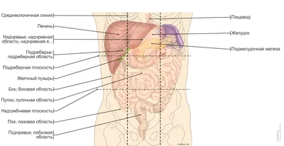 Модель человеческой пищеварительной системы, анатомия желудка, большой  кишечник, цикум для прямой кишки, модель для создания внутреннего органа  человека | AliExpress