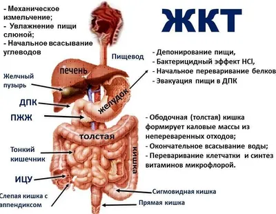 Анатомия : Пищеварительная система (SYSTEMA DIGESTORIUM).