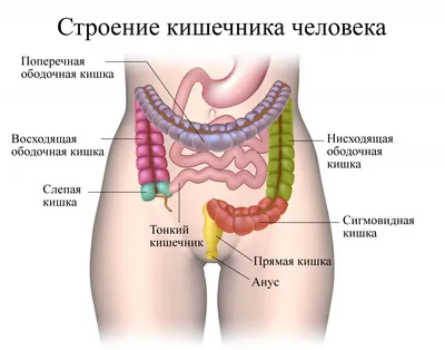 Анатомия человека: Толстая кишка. Строение толстой кишки. Стенки толстой  кишки