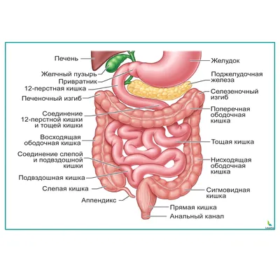 Плакат обучающий А1 ламинир. Строение желудочно-кишечного тракта и  пищеварительная система анатомический медицинский плакат 610x914 мм -  купить с доставкой по выгодным ценам в интернет-магазине OZON (703176676)