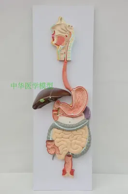 Желудочно-кишечного тракта модель дыхательную систему печени желудок  Анатомия большой модель кишечника Ректальный модель гастроэнтерологии |  AliExpress