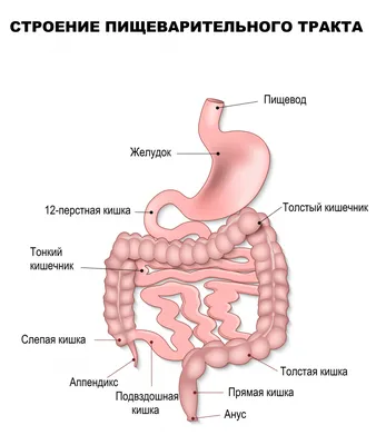 Пищеварительная система : нормальная анатомия | e-Anatomy