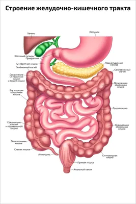 Желудочно-кишечный тракт — Википедия