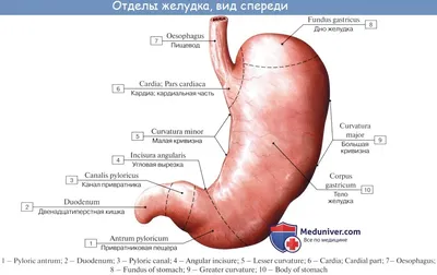 Модель человеческой пищеварительной системы, Секция желудочно-кишечного  тракта, лекарство, ларинкс, Малый кишечник и Анатомия желудка, медицинское  обучение | AliExpress