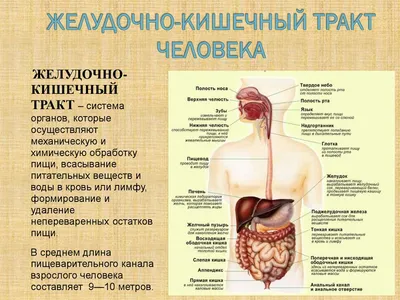 Пищевод и желудок, подготовка к ЕГЭ по биологии