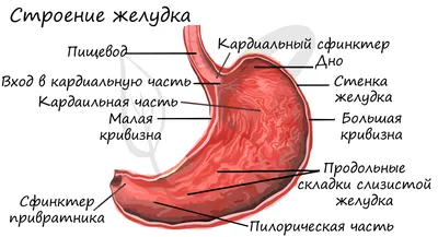 Анатомия поперечного сечения желудка человека 3D Модель $99 - .c4d .obj -  Free3D