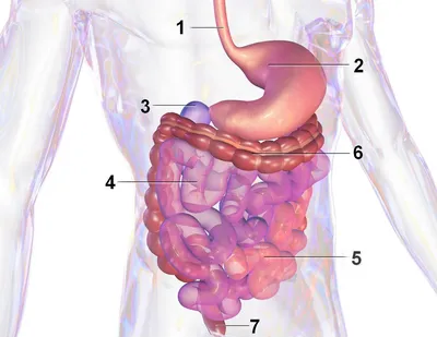 Пищеварительная система : нормальная анатомия | e-Anatomy