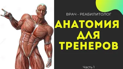 Анатомия человека. Атлас. Учебное пособие. Том 2. Внутренние органы,  Валерий Крыжановский, ГЭОТАР-Медиа купить книгу 978-5-9704-5775-7 – Лавка  Бабуин, Киев, Украина