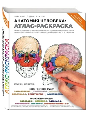 Книга Лада Анатомия человека Школьный путеводитель купить по цене 294 ₽ в  интернет-магазине Детский мир
