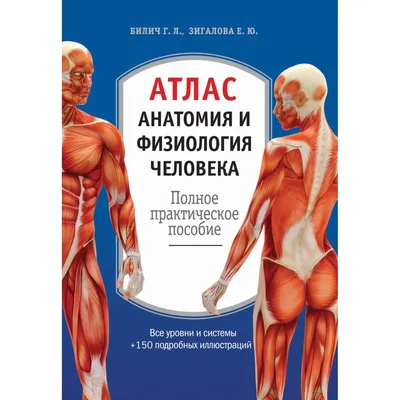 Анатомия лица человека: кровеносная и нервная системы (плакат) ᐈ купить по  низкой цене в интернет-магазине VSALON24