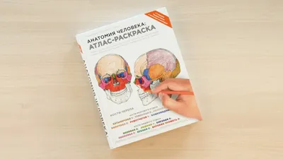 Умные карточки на русском и английском языке LUMICUBE Talky Анатомия  Anatomy (68 штук) - купить по лучшей цене в детском интернет-магазине  SunnyToy!