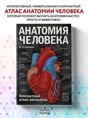 Книга Э "МОРФО. Анатомия для художников" купить за 961,00 ₽ в  интернет-магазине Леонардо