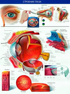 Анатомия глаза