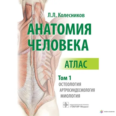 Анатомия человека. Атлас. Том 1: Остеология, артросиндесмология, миология,  Лев Львович Колесников, ГЭОТАР-Медиа купить книгу 978-5-9704-5591-3 – Лавка  Бабуин, Киев, Украина