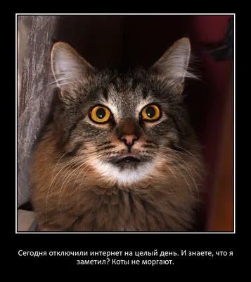 Анекдоты про кошек и собак Ridero 37515770 купить за 129 600 сум в  интернет-магазине Wildberries