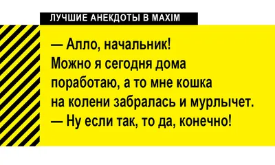 Приколы и анекдоты про кошек и котов (+фото)... | Живой только мир | Дзен