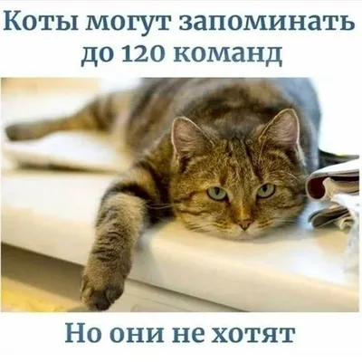 Анекдоты про Котов - Воителей - 8 марта. - Wattpad