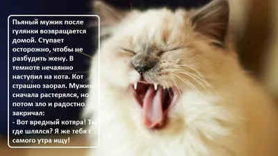 Анекдоты про котов: 50+ шуток, которые поднимут вам настроение