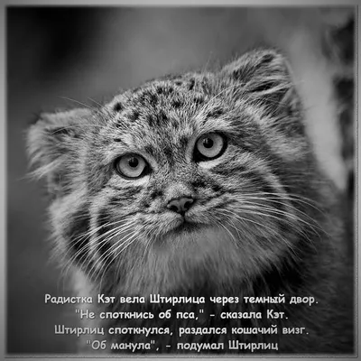 Пин от пользователя Светлана Хренова на доске Юмор, смешные картинки, анекдоты. | Юмор про кошек, Веселые мемы, Смешные шутки