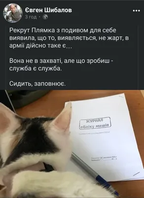 : Лучшие анекдоты о котах и кошках