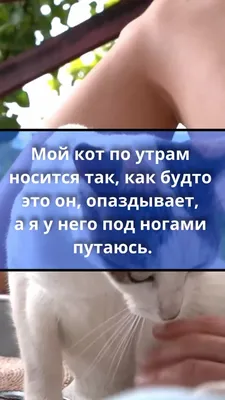 Анекдоты до слез | АНЕКДОТ ПРО КОТА И УТРО. НОВЫЙ АНЕКДОТ. ПРИКОЛЬНЫЙ  АНЕКДОТ ПРО КОТА. ЮМОР. ШУТКИ. | Дзен