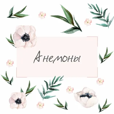 Купить Анемона (Anemone) с доставкой почтой в интернет-магазине Архиленд