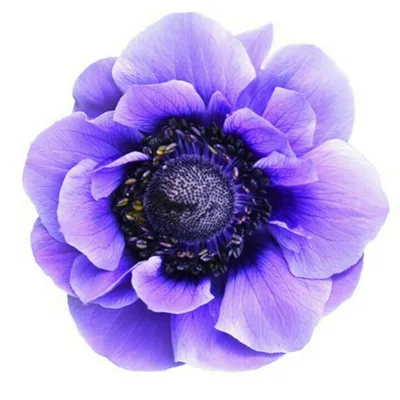 Anemones. Анемоны. PNG. | Анемон, Рисунки цветов, Анемоны