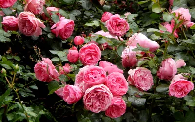 Картинка Английские парковые розы » Розы картинки (255 фото) - Картинки 24  » Картинки 24 - скачать картинки бесплатно