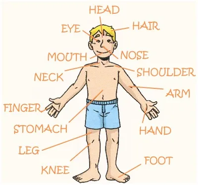 Части тела в английском языке: голова, тело, внутренние органы и анатомия,  с транскрипцией, прослушиванием и переводом