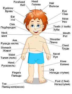 Части тела на английском языке с переводом и транскрипцией