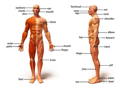 Картинки части тела на английском языке, английские карточки с  фонетическими подсказками «Body parts» - 