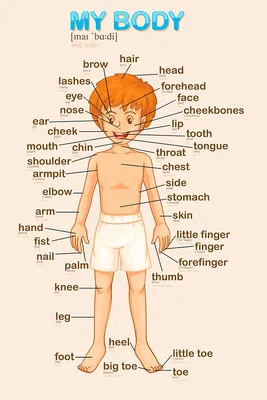 Плакат обучающий А2 ламинир. Части тела на английском языке, с переводом и  транскрипцией 457x610 мм - купить с доставкой по выгодным ценам в  интернет-магазине OZON (339014195)