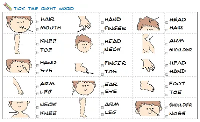 Части тела в английском языке