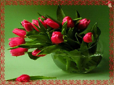 Гифки Тюльпаны - 100 GIF анимаций. Весенние цветы