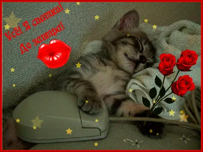 💗 Скачать бесплатно открытку! Открытка GIF, анимация, красивая открытка  спокойной ночи с котенком, месяцем, луной, звездами! Звездной небо, кот |  приятных снов сладких снов | открытка, картинка 