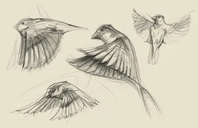 птиц PNG рисунок, картинки и пнг прозрачный для бесплатной загрузки |  Pngtree