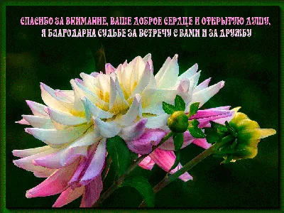 Открытки анимация Спасибо за внимание | Открытки анимация | White flower  wallpaper, Garden, Dahlia flower