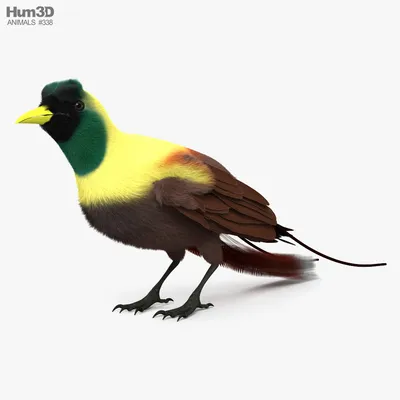 С анимацией Красная райская птица 3D model - Скачать Животные на  