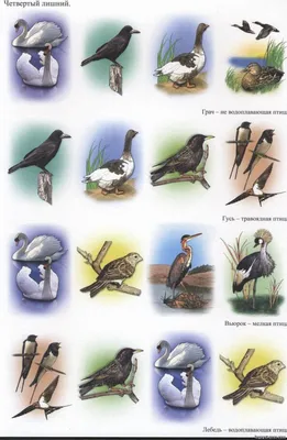 Аниме птицы картинки