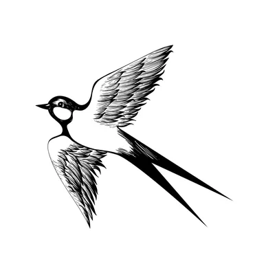 Летящая птица фон, 556 картинки Фото и HD рисунок для бесплатной загрузки |  Pngtree
