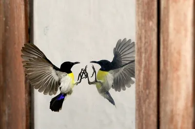 Милая птичка PNG и картинки пнг | рисунок Векторы и PSD | Бесплатная  загрузка на Pngtree