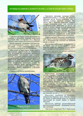 Тупик (птица) — Википедия