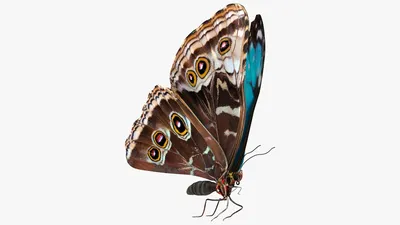 АССОРТИ: Анимированные бабочки на прозрачном фоне отТани